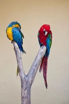 Two brightly coloured amazon parrots Foto stock