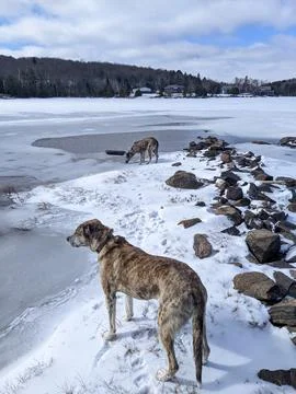 Two Brindle Dogs Exploring Partially Frozen Lake in Winter Stock Photos