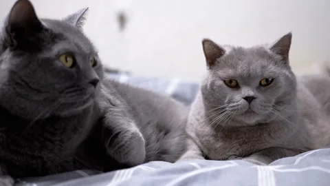 Two British cats on a gray bed Stock Footage 306779687
