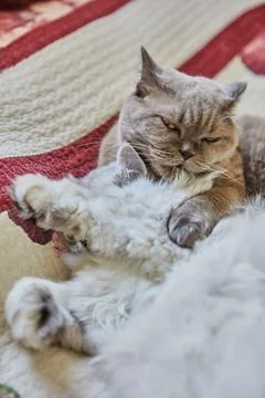 Two British cats, long haired and short haired, lick each other on the bed Stock Photos
