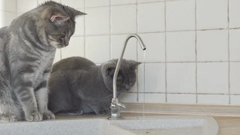 Two british cats sitting on kitchen and looking on the leaking tap taking shower Stock Footage 108721292
