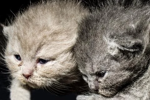 Two British kitten Stock Photos
