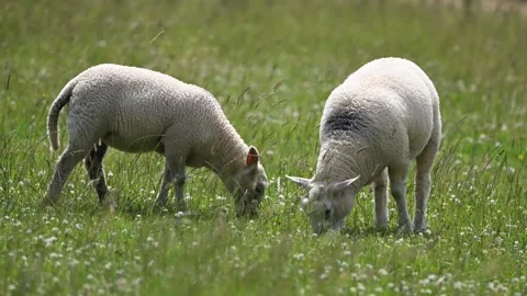 Two British lambs grazing in the long grass Stock Footage 311581593