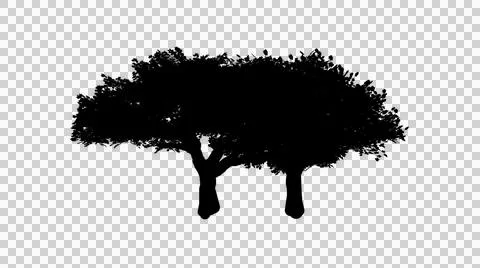 Two broadleaf trees with dense foliage in black silhouette isolated on tran.. イラスト素材