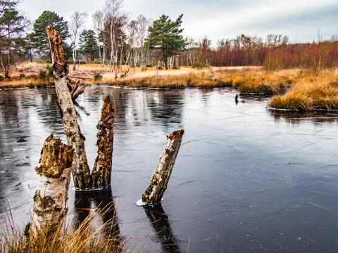 Two broken tree trunks in water, Chobham common Stock Photos