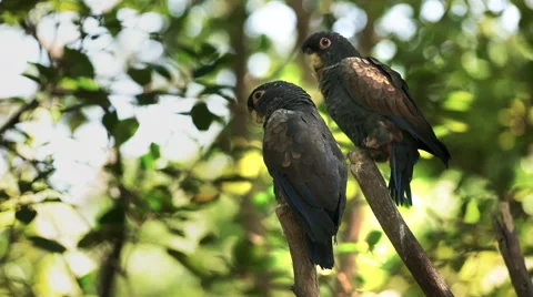 Two bronze-winged parrots in a park in ecuador Stock Footage 65030997