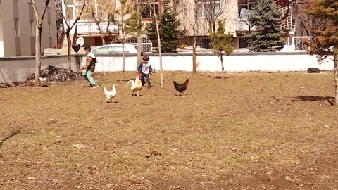 Two Brothers Playing and Chasing Chickens in Garden at Springtime Beginning Stock Footage 305946407