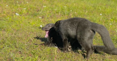 Two brown and black arctic foxes resting in a meadow. Stock Footage 208614736