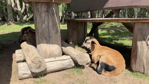 Two brown and black young goats resting under a rustic wooden table  Stock Footage 339096888