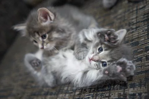 Two brown and grey tabby kittens play on a pillow in the house kitten hug nex Stock Photos