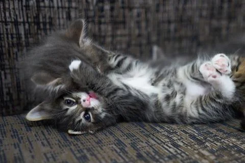 Two brown and grey tabby kittens play on a pillow in the house kitten hug nex Stock Photos