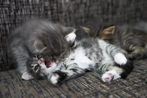 Two brown and grey tabby kittens play on a pillow in the house kitten hug nex Stock Photos