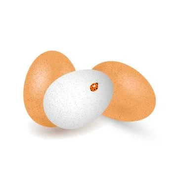 Two brown and one white eggs chicken  with shadow, isolated  on white backgro Stock Illustration