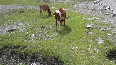 Two brown and white cows grazing calmly in rugged rocky field Video stock 330316889