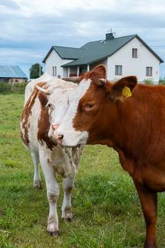 Two brown and white cows standing in a green pasture near a rural farmhouse Stock Photos