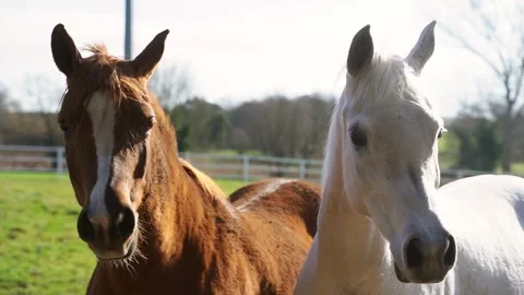 Two brown and white horses in a green and light meadow Stock Footage 324755895