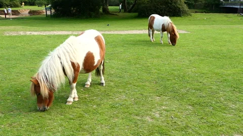 Two brown and white ponies eating grass at The New Forest Stock Footage 244745542