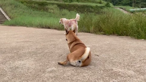 Two brown and white stray dogs sitting and standing near grass field, Thailand Video stock 280044549