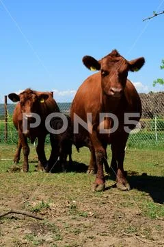 Two brown angus cows feed their calves Stock Photos