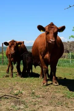 Two brown angus cows feed their calves Stock Photos