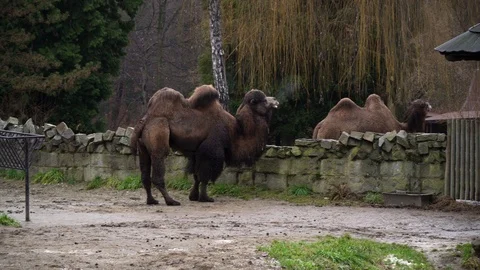 Two brown bactrian camels have steam from their mouths in open air zoo 動画素材 123178649