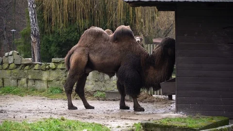 Two brown bactrian camels stand in open air Krakow zoo 動画素材 123178532