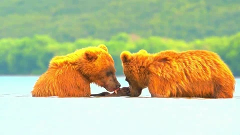 Two brown bear cubs eating fresh raw fish together in shallow water lake. Stock-Footage 341131684