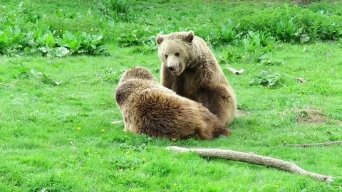 Two brown bear cubs playing Stock Footage 74690474