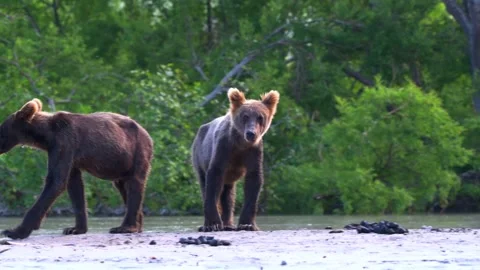 Two brown bear cubs walking on riverbank in natural green forest background Stock Footage 340861810