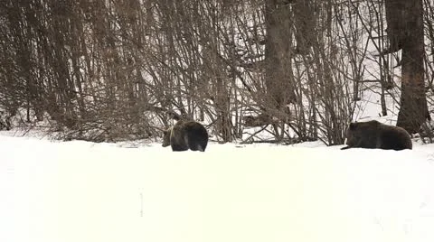 Two Brown Bear Walking and Searching for Food in Winter Season Wild Forest Snow Stock Footage 21470546