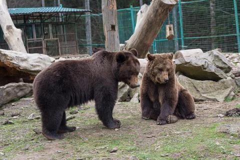 Two brown bears are in captivity. Animals Stock Photos