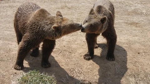 Two brown bears are playing and kissing each other on a pond bank in summer Video stock 117068693