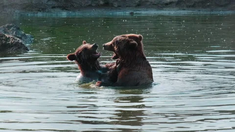 Two Brown Bears are playing and fighting in the water Stock Footage 239865370
