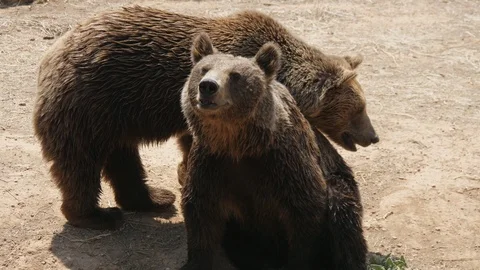 Two brown bears are waiting for food in a zoo on a sandy beach in summer Stock-Footage 117068889