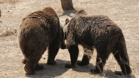 Two brown bears are walking and playing together on a sandy beach in summer Video stock 117069049