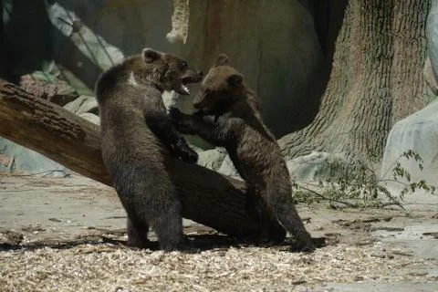 Two brown bears on the background of logs Stock Photos