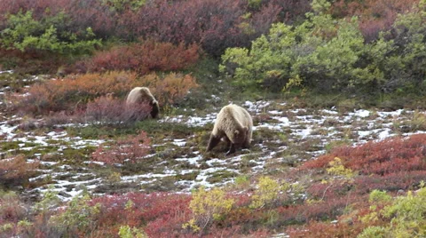 Two brown bears eating berries in Denali Stock Footage 46540332
