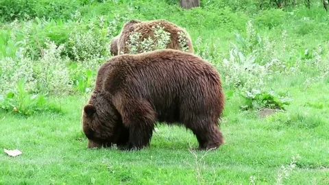 Two brown bears eating grass 스톡 동영상 74690388