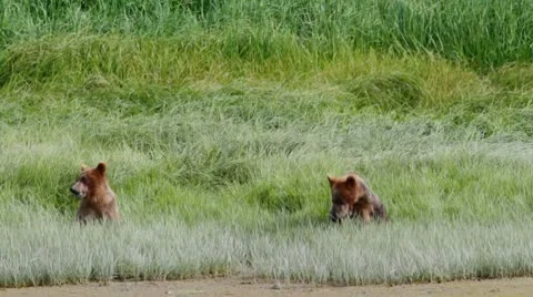 Two Brown Bears feeding on grass Stock Footage 10574334