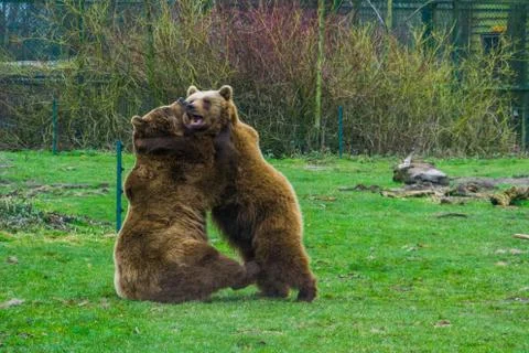Two brown bears fighting with each other, aggressive animal behaviors, Well s Stock Photos