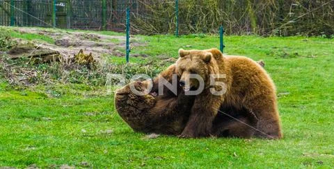 Two brown bears fighting with each other, Aggressive animal behavior, one lay Stock Photos