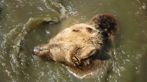 Two Brown Bears Fighting in Filthy Water Big Animal Playing Dirty Pond Bathing Stock Footage 8621962