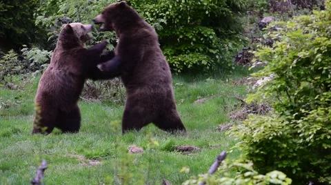 Two brown bears fighting in forest | Stock Video | Pond5