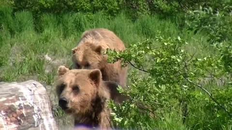 Two Brown Bears Stockbeeldmateriaal 11244213