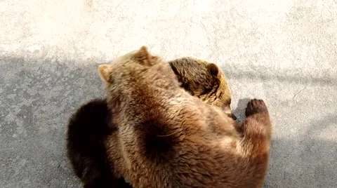 Two brown bears Stock Footage 51008520