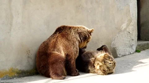 Two brown bears Stock Footage 51008651