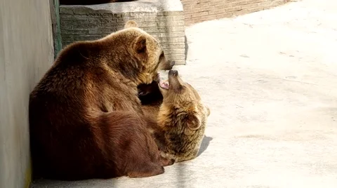 Two brown bears Stock Footage 51008661