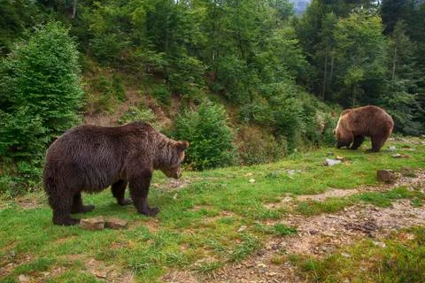 Two Brown Bears At Forest Stockfoto's
