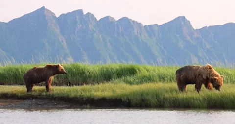 Two brown bears graze Stock Footage 157881774