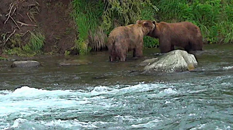 Two Brown Bears Interact in Salmon River Stock Footage 50676613